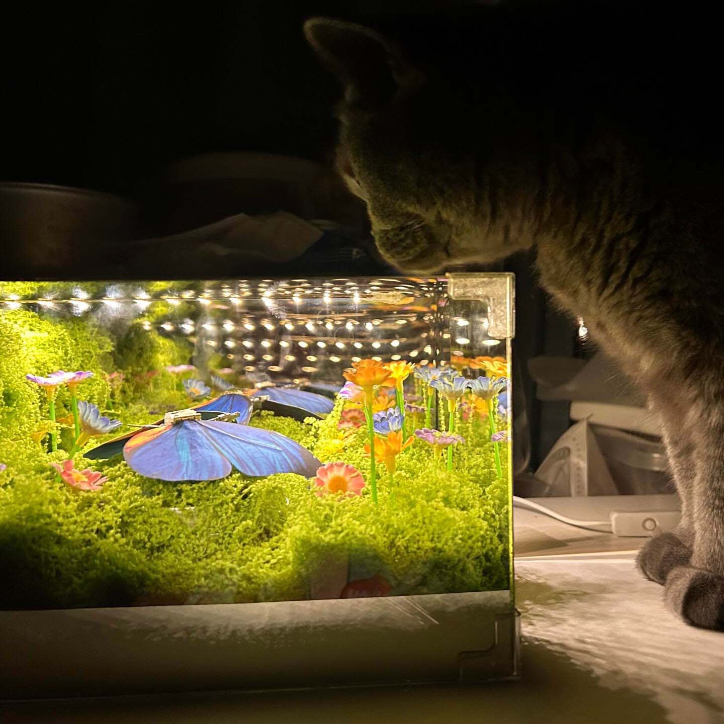 Butterfly Serenity Box – A Living Gift